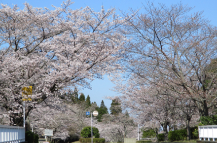 成田　桜