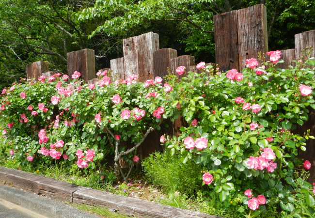 花の便り 〜ローズヒルズのバラが見頃を迎えました〜