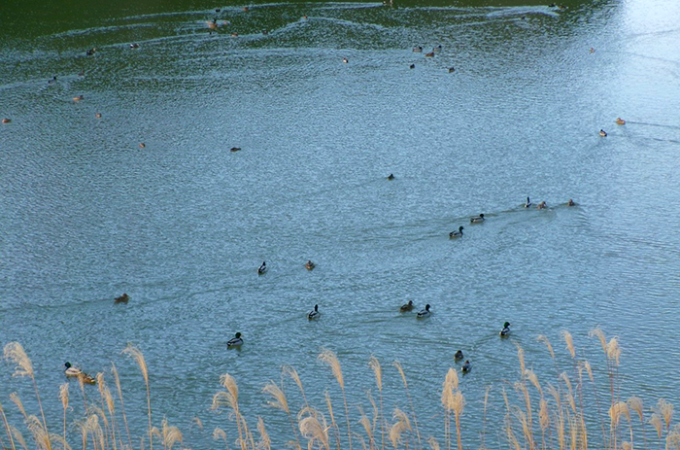 師走の園内風景｜秋の池に集う鴨たちと、年の瀬を迎える成田メモリアルパーク