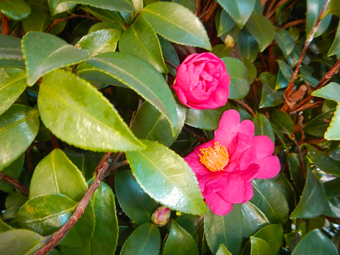 寒さの中に咲く静かな彩り ― 成田メモリアルパーク 管理棟近くの椿の花