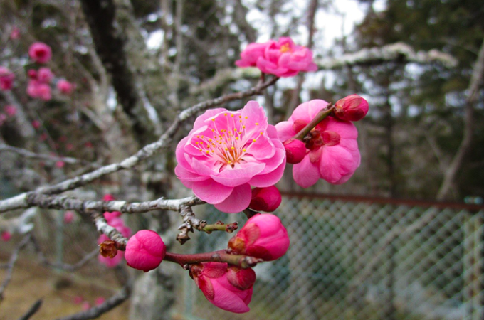 冬の終わりを告げる小さな彩り ― 成田メモリアルパーク 第1区に咲く梅の花