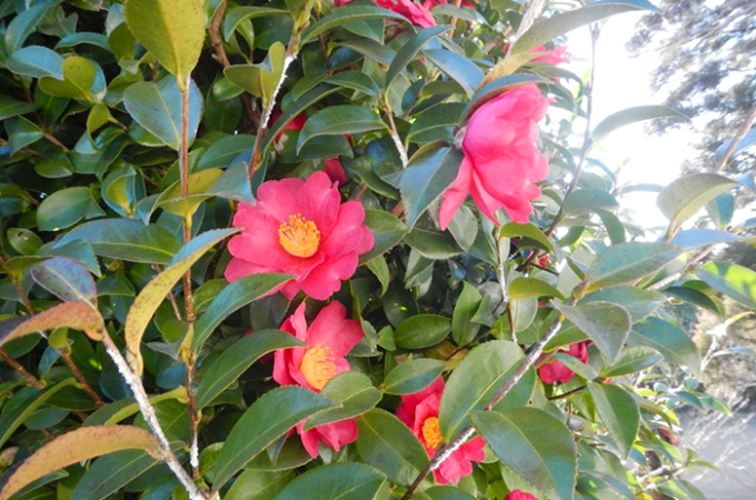 寒さの中に咲く静かな彩り ― 成田メモリアルパーク 管理棟近くの椿の花