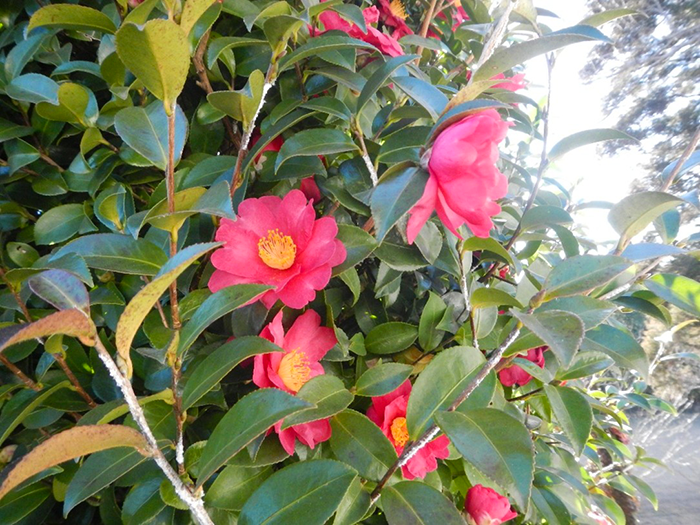 寒さの中に咲く静かな彩り ― 成田メモリアルパーク 管理棟近くの椿の花