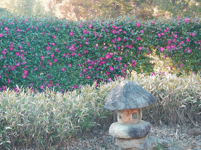 寒さの中に咲く静かな彩り ― 成田メモリアルパーク 管理棟近くの椿の花