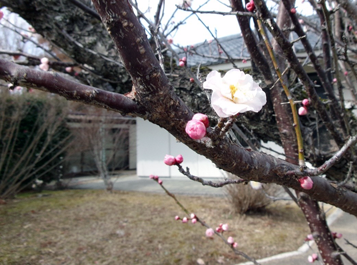 春の足音を告げる梅の便り