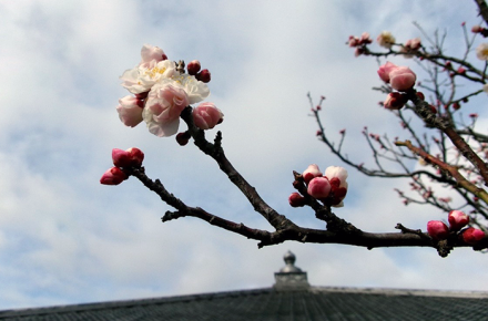 春の足音を告げる梅の便り