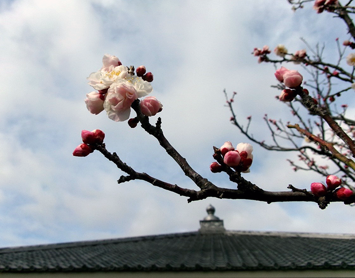 春の足音を告げる梅の便り