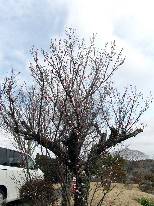 春の足音を告げる梅の便り