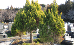 一般墓　緑地付