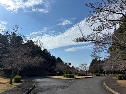 現在は１分咲きです！