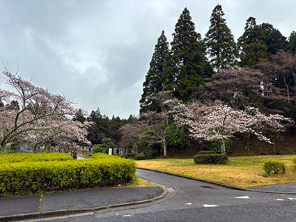 一区入口周辺は5分咲き程度