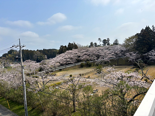 成田メモリアルパークの桜がほぼ満開