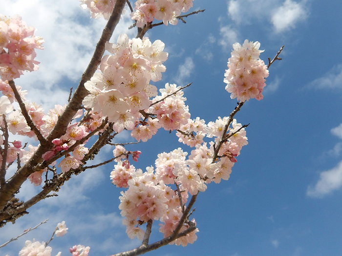 成田メモリアルパークの桜開花情報2026