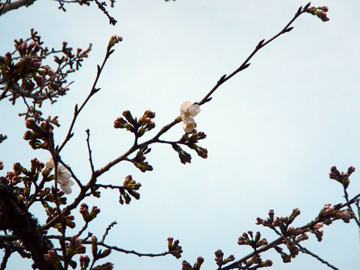 ソメイヨシノ開花宣言