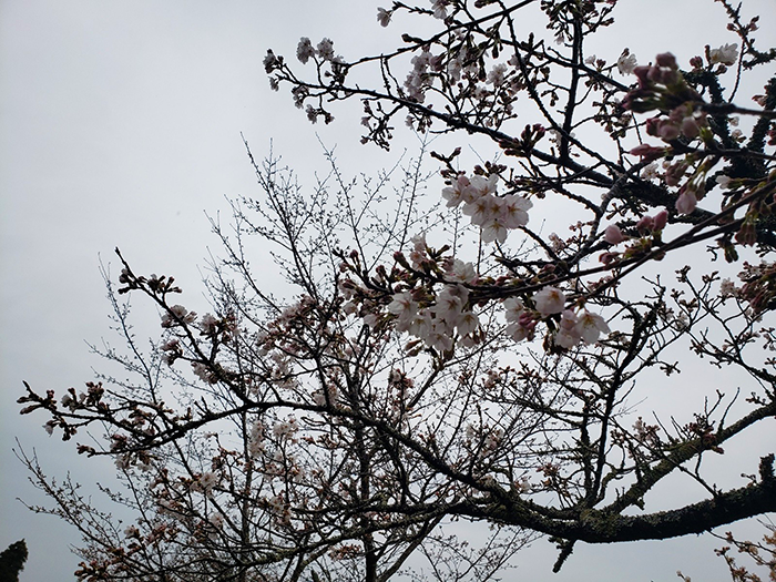 〜成田メモリアルパークの桜開花情報2026〜