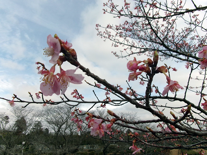 成田メモリアルパークの桜開花情報2026