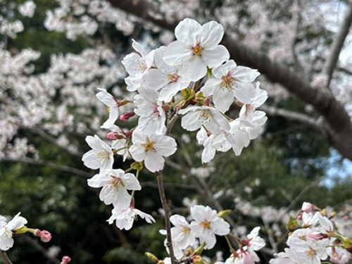 桜がほぼ満開