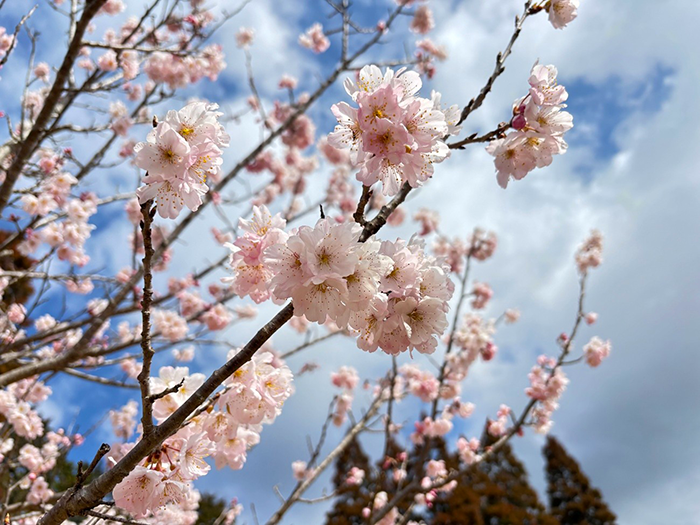成田メモリアルパークの桜開花情報2026