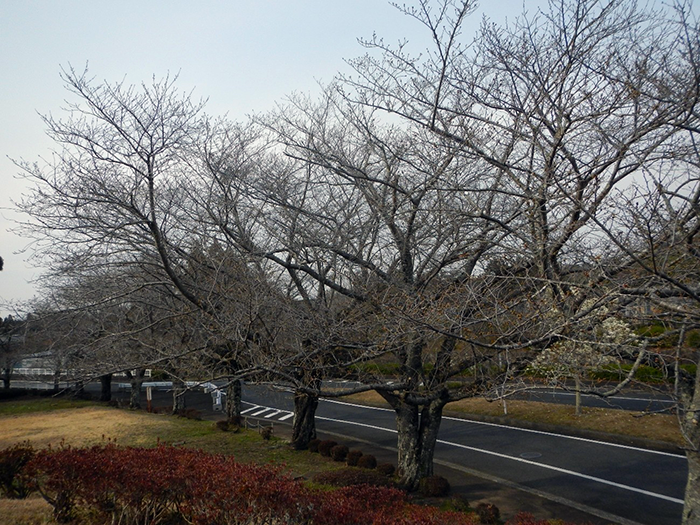 ソメイヨシノ開花宣言