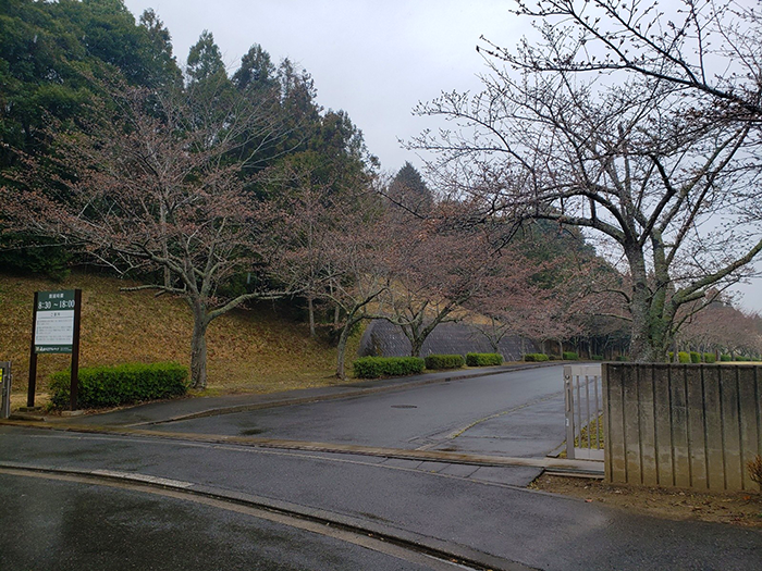 〜成田メモリアルパークの桜開花情報2026〜