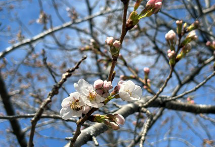 成田メモリアルパークの開花情報