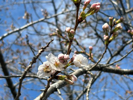 成田メモリアルパークの開花情報