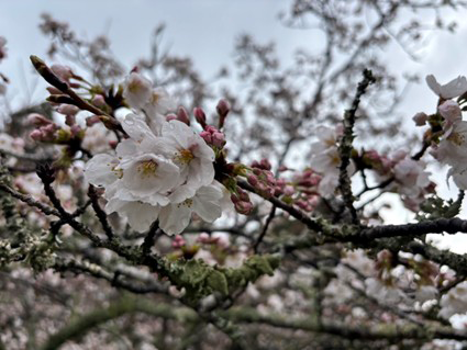 一区入口周辺は5分咲き程度