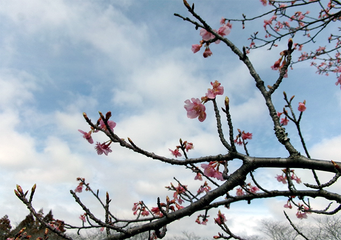 成田メモリアルパークの桜開花情報2026