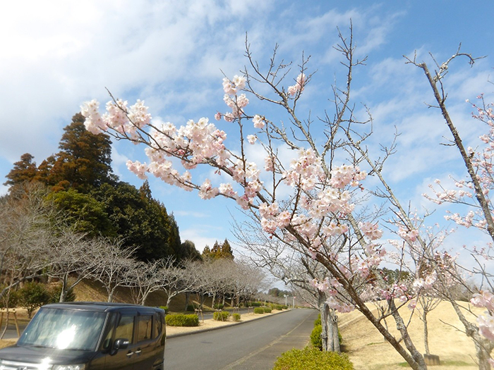 成田メモリアルパークの桜開花情報2026