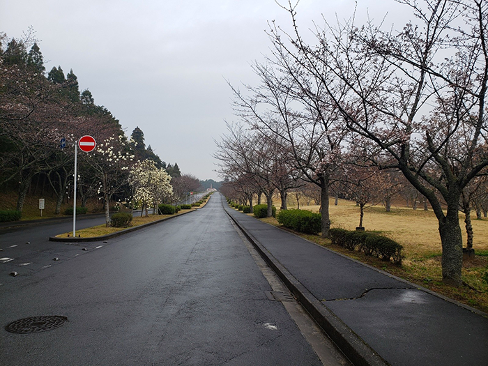 〜成田メモリアルパークの桜開花情報2026〜