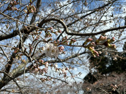 現在は１分咲きです！