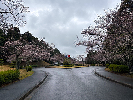 ３月26日の開花情報