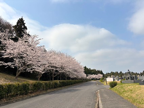 成田メモリアルパークの桜がほぼ満開