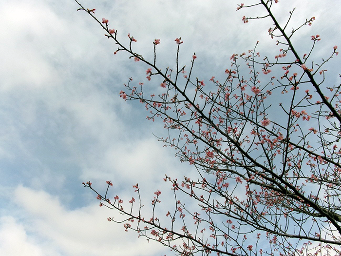 成田メモリアルパークの桜開花情報2026