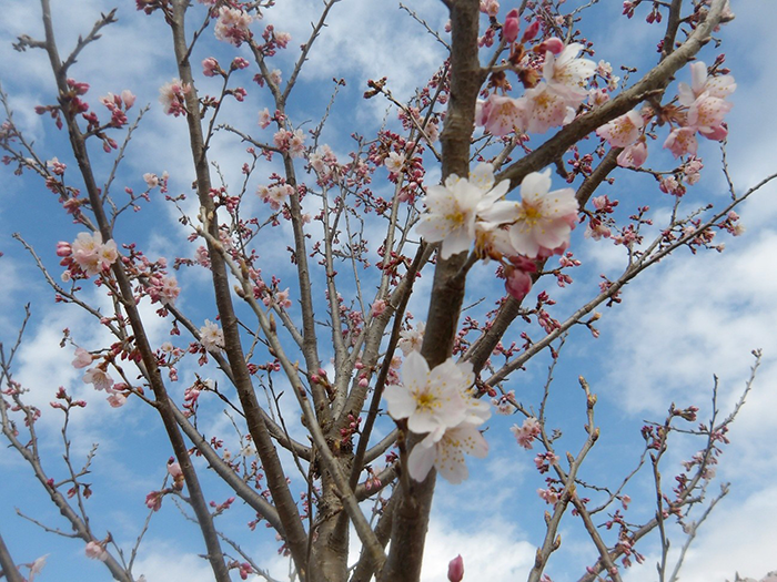 成田メモリアルパークの桜開花情報2026