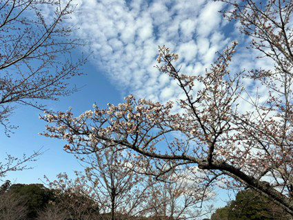 現在は１分咲きです！