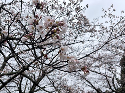 ３月26日の開花情報