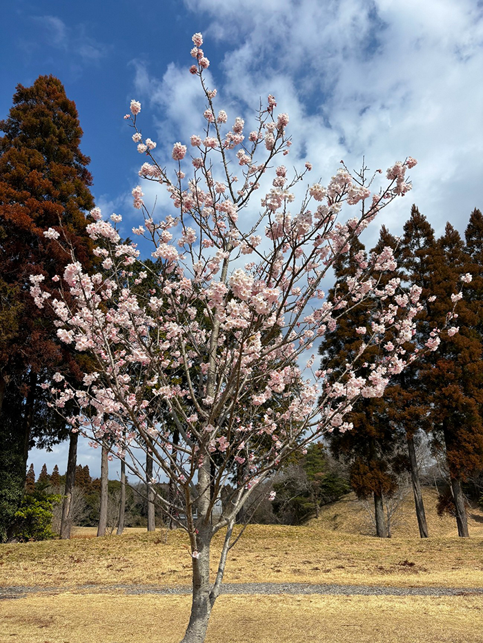 成田メモリアルパークの桜開花情報2026