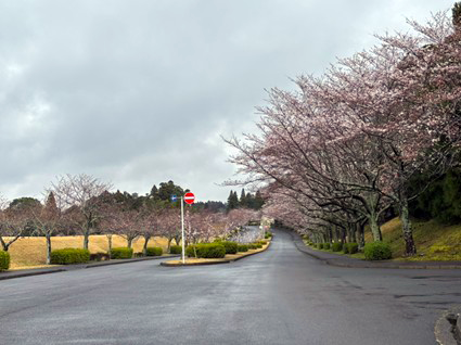 ３月26日の開花情報
