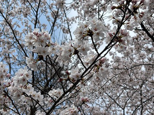 桜がほぼ満開