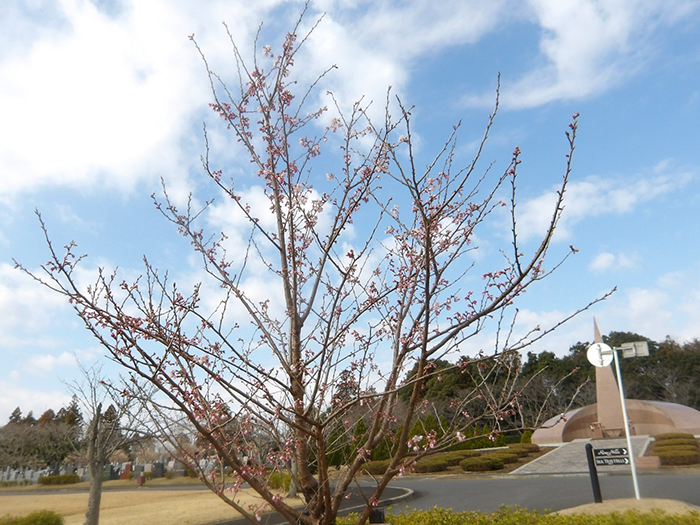 成田メモリアルパークの桜開花情報2026