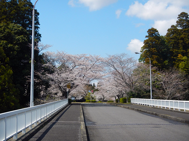 春のにぎわいに包まれて ― お花見イベント「桜もよう」開催のご報告