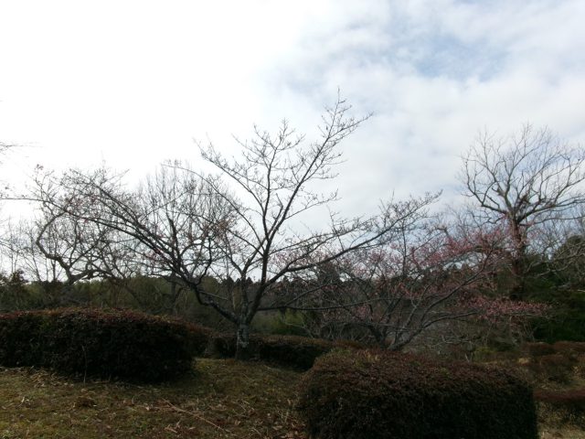 千葉　桜の開花情報