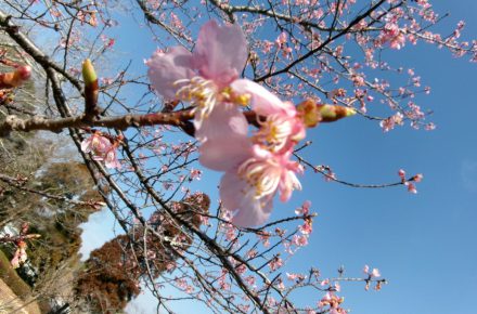 千葉の霊園　桜の開花情報