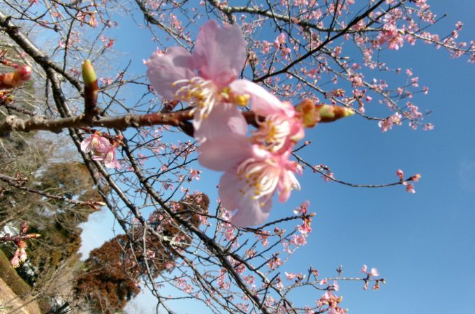 千葉の霊園　桜の開花情報