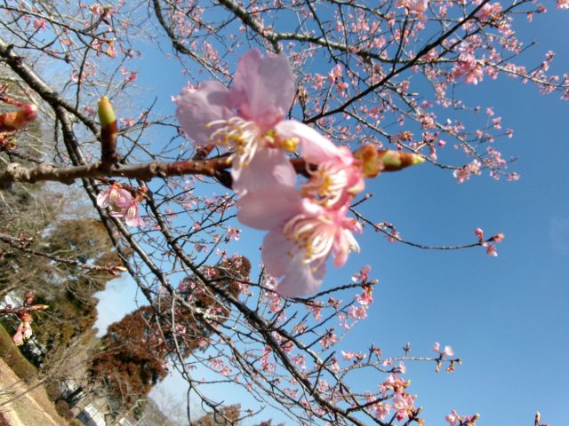 千葉の霊園　桜の開花情報