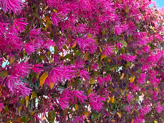 葉桜の季節に彩りを添えるトキワマンサク