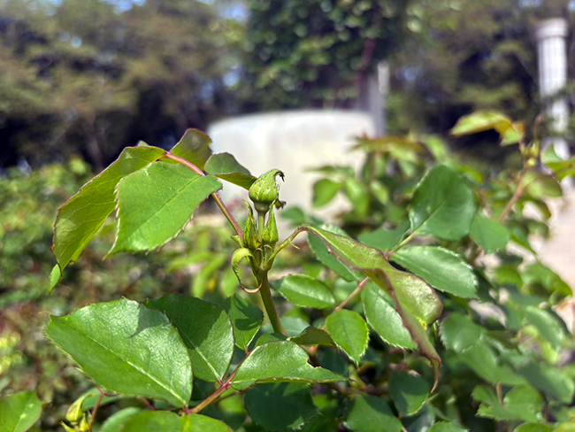 開花を待つローズヒルズのバラ｜春から初夏へ移ろう園内の風景