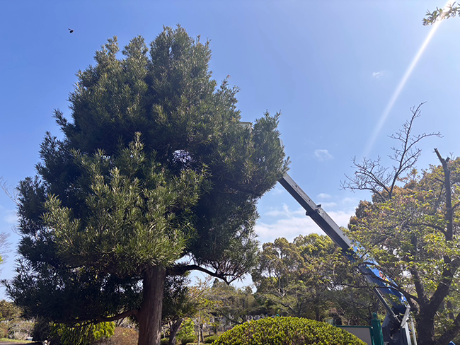 春の剪定を終えた槙の木とツツジの開花｜整えられる景観とこれからの見どころ
