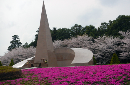 春の彩りが足元に広がる ― 芝桜の見頃を迎えて